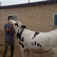 یک راس ماده سمینتال  اول شکم