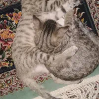 واگذاری|گربه|زاهدان, |دیوار