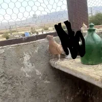 کفتر|پرنده|تهران, حسن‌آباد|دیوار