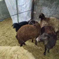 میش آبستن و چند قلوزا به همراه بره