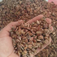 تخمه سفید درشت زیر قیمت کل ایران جزعی وکلی|عمدهفروشی|سبزوار, شرق کال عیدگاه|دیوار