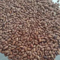 لوبیا چیتی محلی