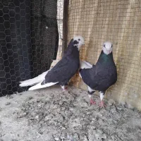 کبوتر شازده