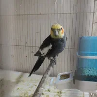 عروس هلندی ابلغ آماده جفت|پرنده|مشهد, سیسآباد|دیوار