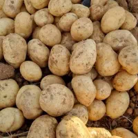 فروش سیب زمینی تناژ بالا با بهترین کیفیت|عمده‌فروشی|شیراز, تلخ داش|دیوار