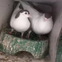 جفت چپ دم سرخ