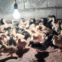 جوجه اردک ۱۷ روزه مگ مگی واکسینه شده|حیوانات مزرعه|نور, |دیوار