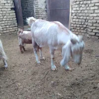 گوسفند( بز)|حیوانات مزرعه|مزایجان, |دیوار