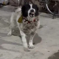 واگذاری سگ قدرجونی بی همتا