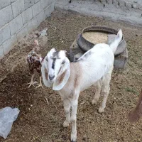 بز ماده گتاچ|حیوانات مزرعه|چابهار, |دیوار