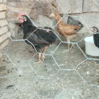 فروش مرغ و جوجه