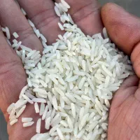 برنج هاشمی ممتاز الموت قزوین