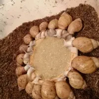 حلزون پرورشی