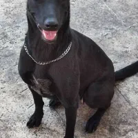 مالینیوز بلک