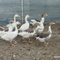 قاز|حیوانات مزرعه|نقده, |دیوار