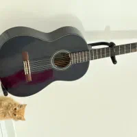 گربه پرشین برتیش