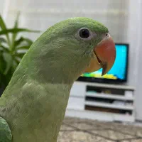 گمشده شاه طوطی|حیوانات|قزوین, |دیوار