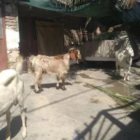 سلام‌ یک‌ بز‌ فروشی‌ هست‌ قیمت‌ ۱۵‌ میلیون