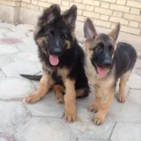 یک جفت توله ژرمن نر وماده