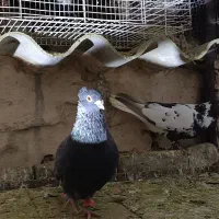 کفتر رنگه|پرنده|مشهد, ایوان|دیوار