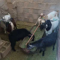 تعدادی کره نر