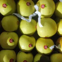 سیب زرد وقرمز