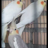 عروس هلندی