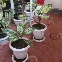 گل های پتوس پدیلانتوس زاموفیلیا سانسوریا