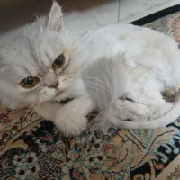 کیس حمایتی