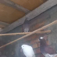 کبوترگرفتنی|پرنده|پیرانشهر, |دیوار