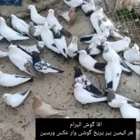 کبوتر رنگی و پرشی