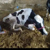 کسل حال گاو گوساله فروش خرید