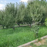 فروش باغ در منطقه زیبای سربست، هماشهر، سپیدان|فروش خانه و ویلا|شیراز, ملاصدرا|دیوار