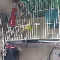 مرغ عشق جفت مس با قفس