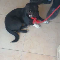 مجسمه سگ اشپیتزل پاکوتاه