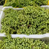 فروش آبغوره خالص و دستی و طبیعی و تمیز|خوردنی و آشامیدنی|طسوج, |دیوار