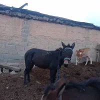 فروش قاطر ۷ ساله|حیوانات مزرعه|نوشهر, |دیوار