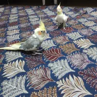 عروس هلندی مولد|پرنده|کرج, جهان‌شهر|دیوار