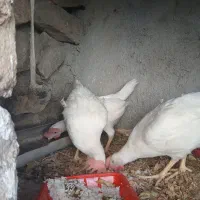 سه عددنیمچه  مرغ از نژاد لگهورن