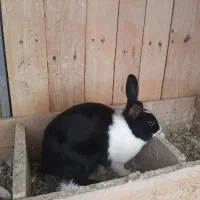 فروش خرگوش خونگی|موش و خرگوش|شاهرود, |دیوار