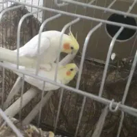 عروس هلندی مولد