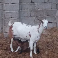 فروش بز صلاله گل توپی دوکهری|حیوانات مزرعه|خمیر, |دیوار