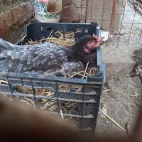 لوازم فروشی .کدوک|ظروف پختوپز|ایرانشهر, |دیوار