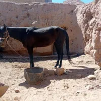 اسب|اسب و تجهیزات اسب‌سواری|خواف, |دیوار