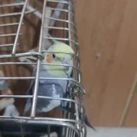 یک جفت عروس هلندی با قفس|پرنده|تهران, شمس‌آباد|دیوار