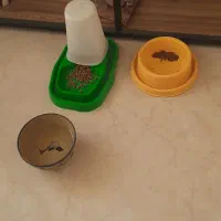 واگذاری پنبه گربه نر میکس پرشین با کلیه لوازم|گربه|یزد, |دیوار