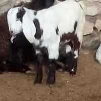 بز اسراعیلی