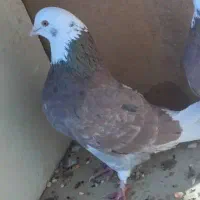 گمشده