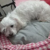 سگ  پاکوتاه