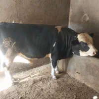 دو عدد گوساله ی سیمنتال